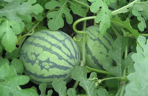 娱乐吃瓜酱武汉